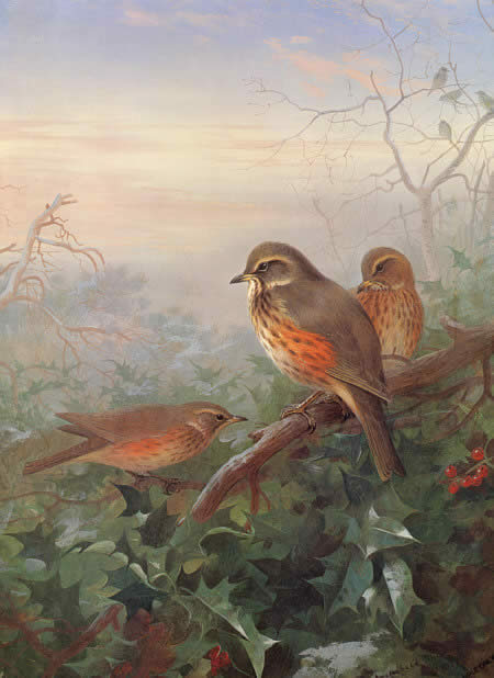 Archibald Thorburn Famous Paintings page 7